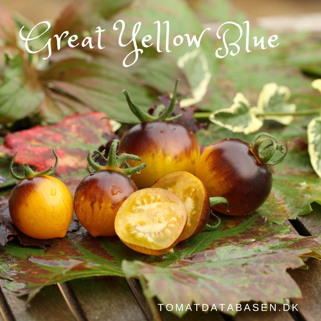 Great Yellow Blue